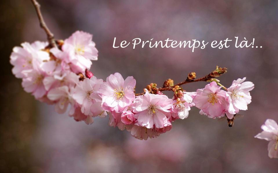 Cherry blossom g16670c2f0 1920 1